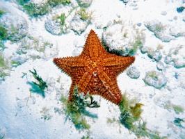 Cushion Starfish IMG 3427
